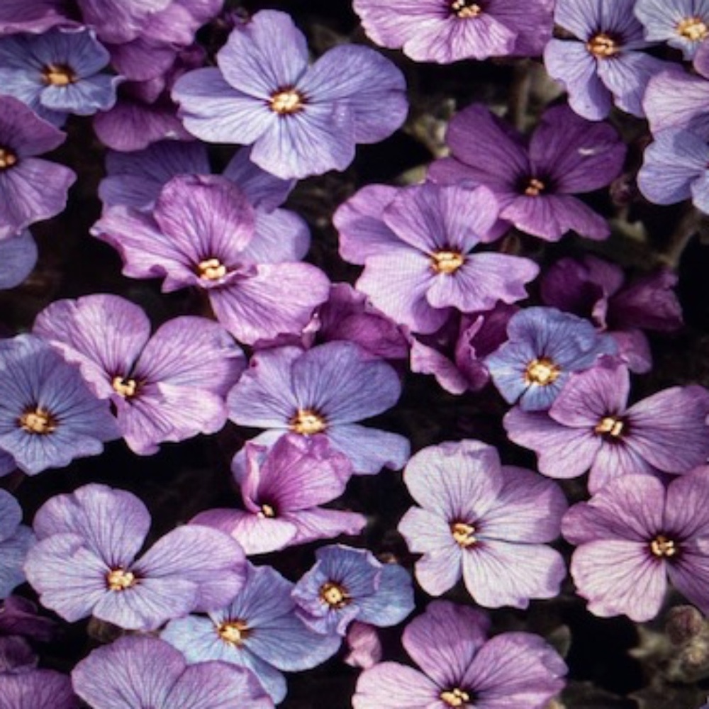 Welcome to Lolly Land